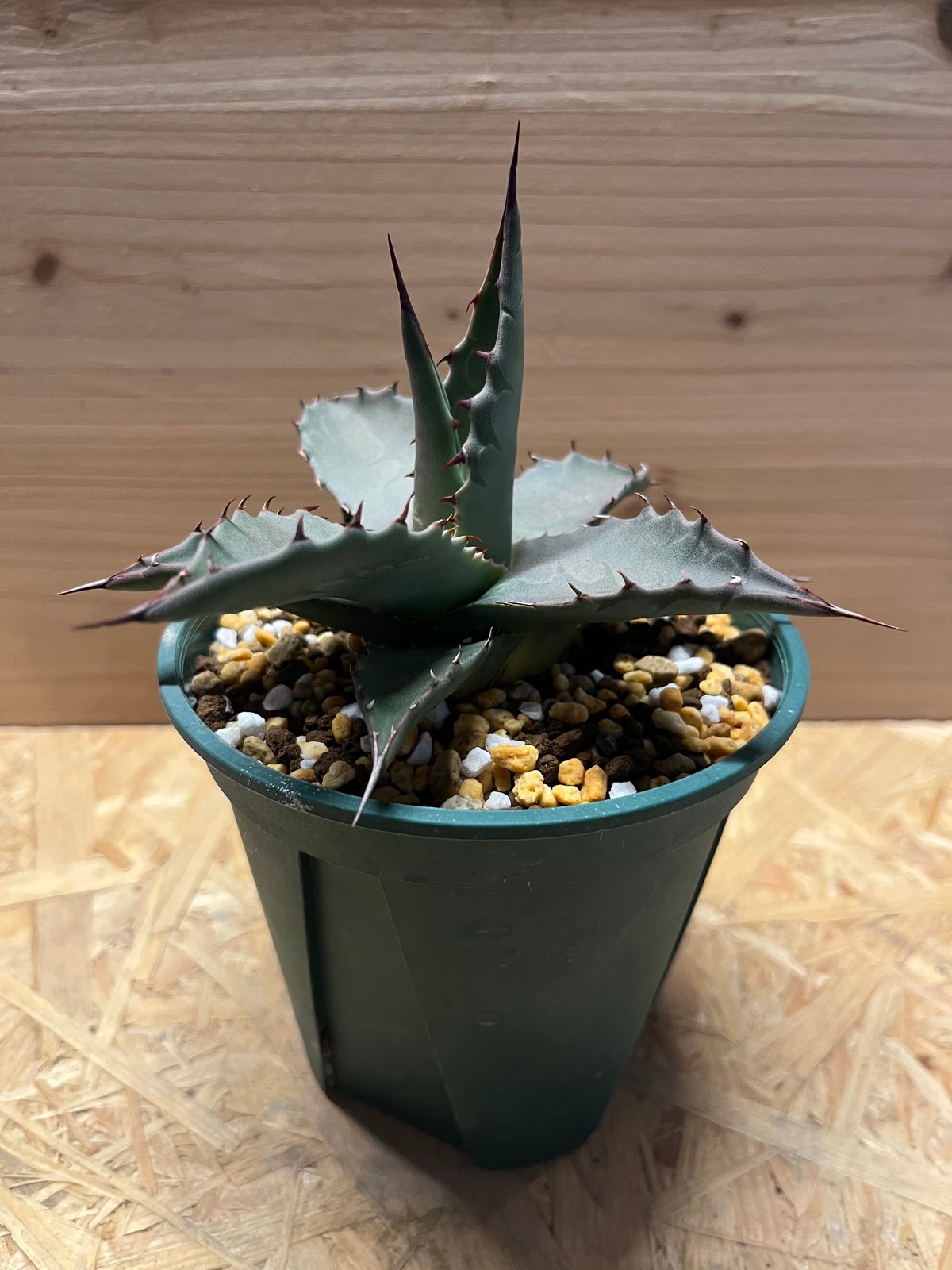 （希少） ロングスパインタイプ アガベ　パリー　ネオメキシカーナ 希少） ロングスパインタイプ アガベ パリー ネオメキシカーナ 【公式