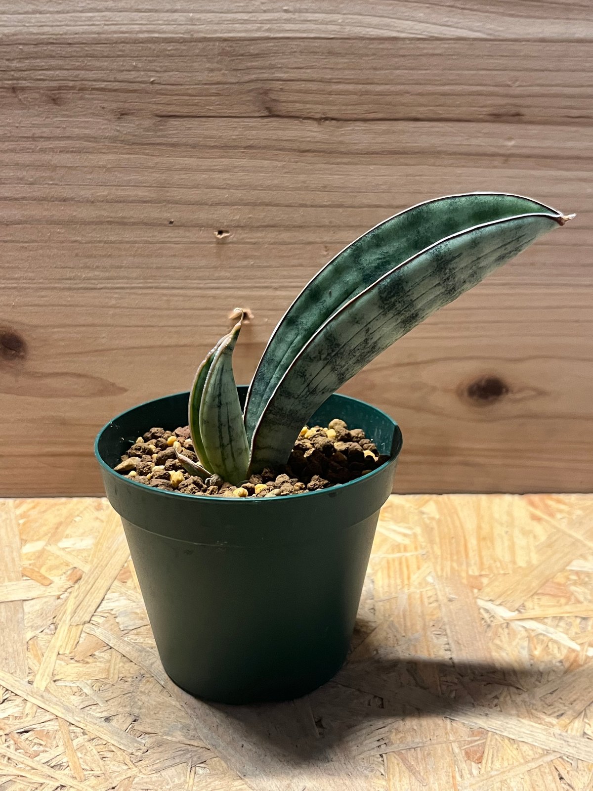 サンスベリア ハリー 'シルバーバット' | GREEN LUCK