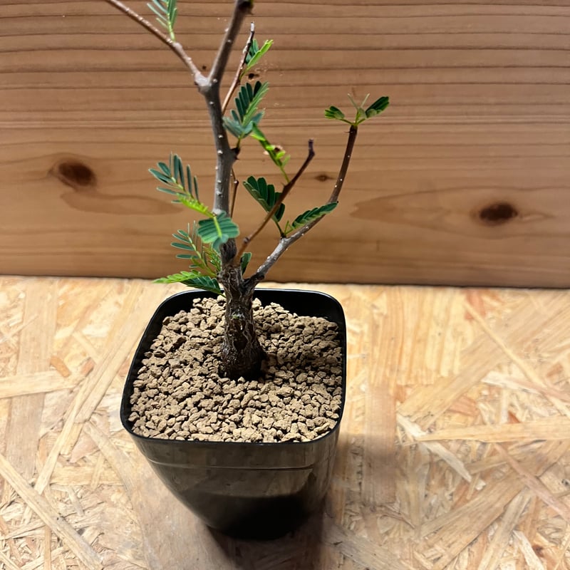 bon25　センナ☆メリディオナリス 園芸ネット本店｜センナ：メリディオナリス 3号25-12 の通販【公式】