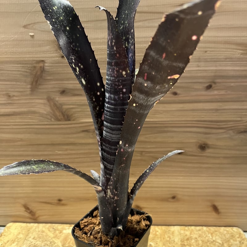 ビルベルギア　オビワン　一株 ビルベルギア オビワン | GREEN LUCK