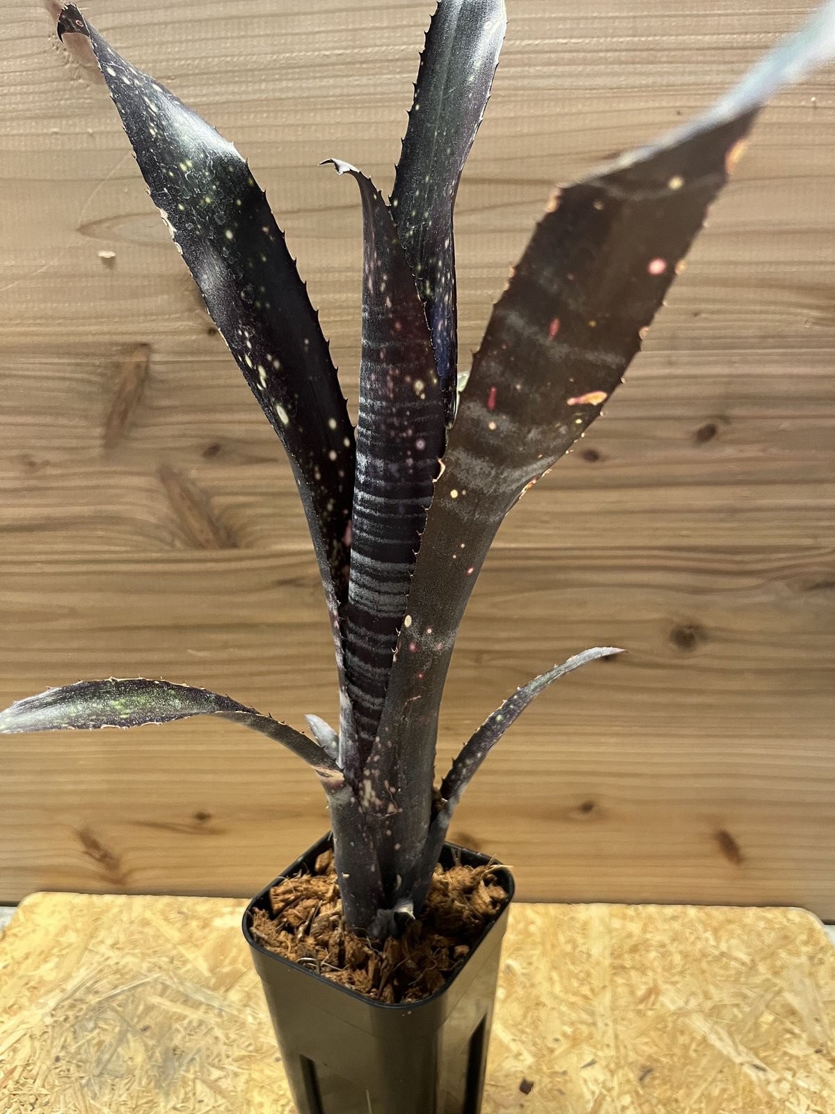 ビルベルギア オビワン+ベイダー セット Billbergia Obi-Wan 【公式通販】