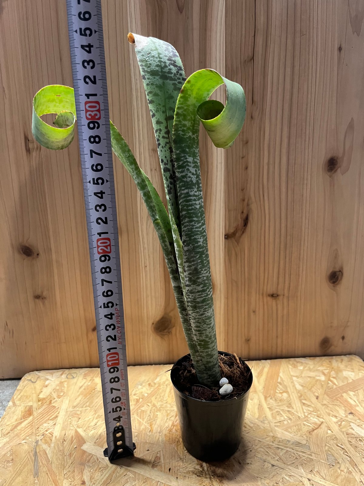 ケスネリア マルモラータ ティムプローマン | GREEN LUCK