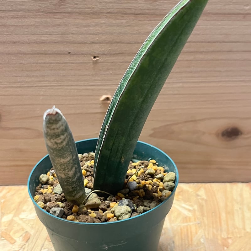 サンスベリア Sansevieria Rosy jan Sansevieria Futura Robusta | Snake Plant | Care Guide and
