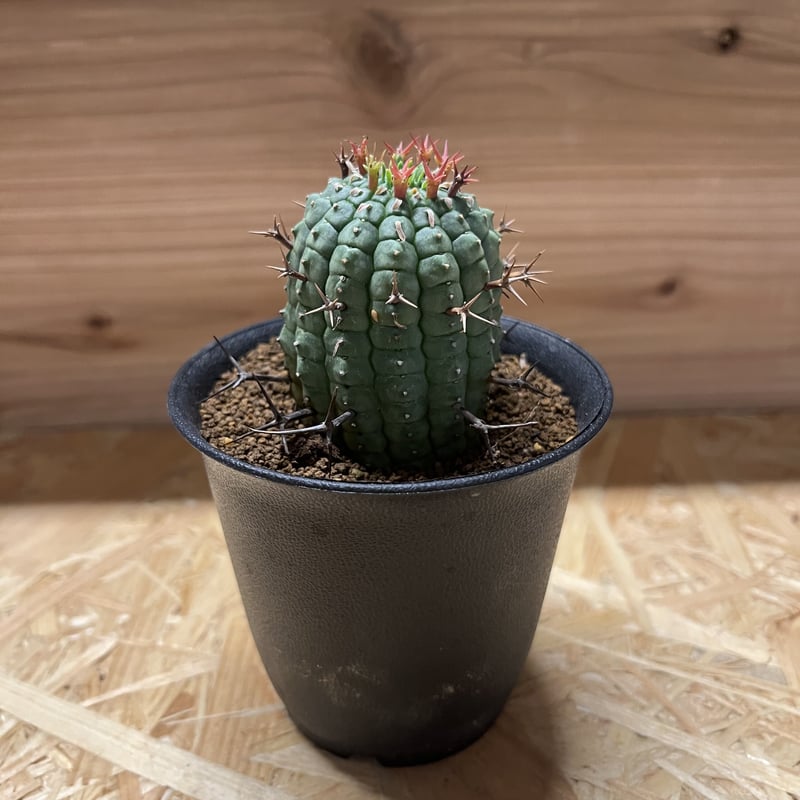 ユーフォルビア 群星冠 | GREEN LUCK