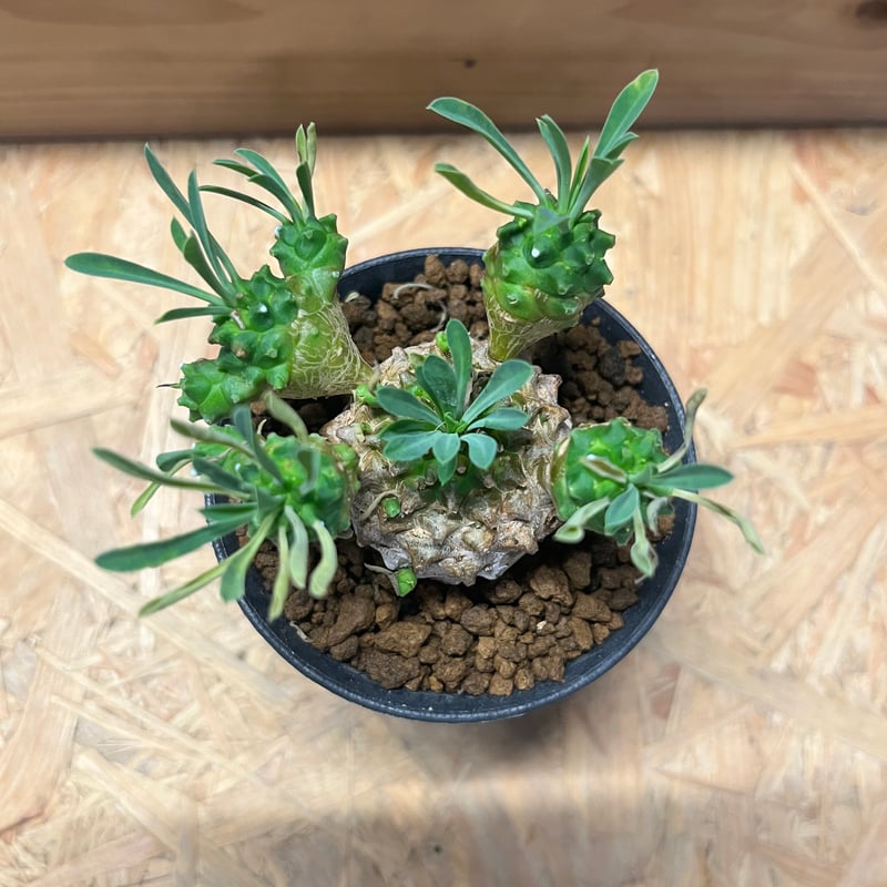 ユーフォルビア　峨眉山 ユーフォルビア 峨眉山の育て方