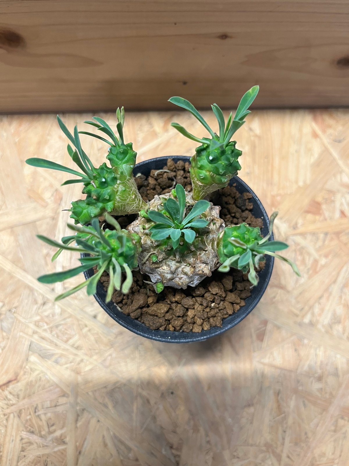 ユーフォルビア 峨眉山 | GREEN LUCK