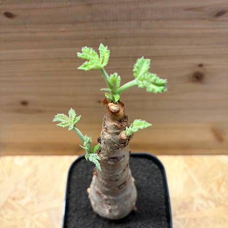 キフォステンマ　ユター