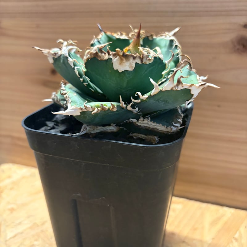 アガベ チタノタ '金剛 King Kong' | GREEN LUCK