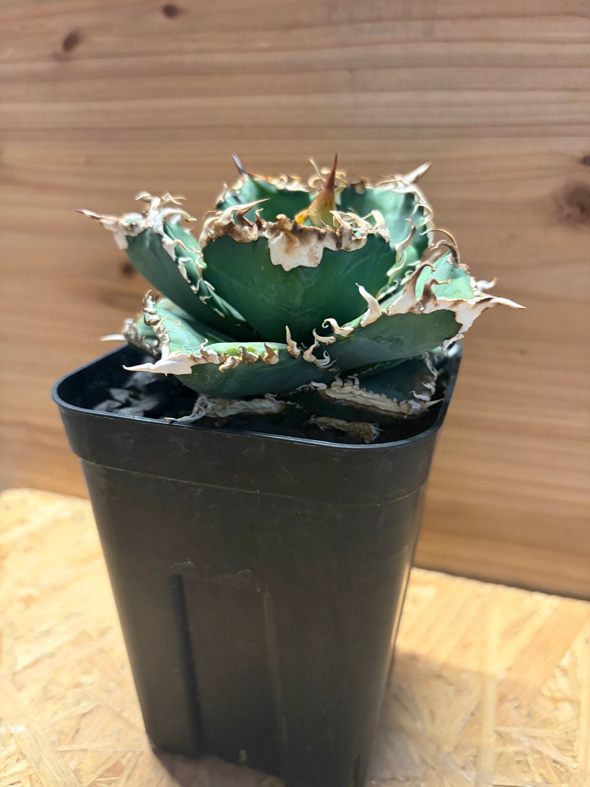 アガベ チタノタ '金剛 King Kong' | GREEN LUCK