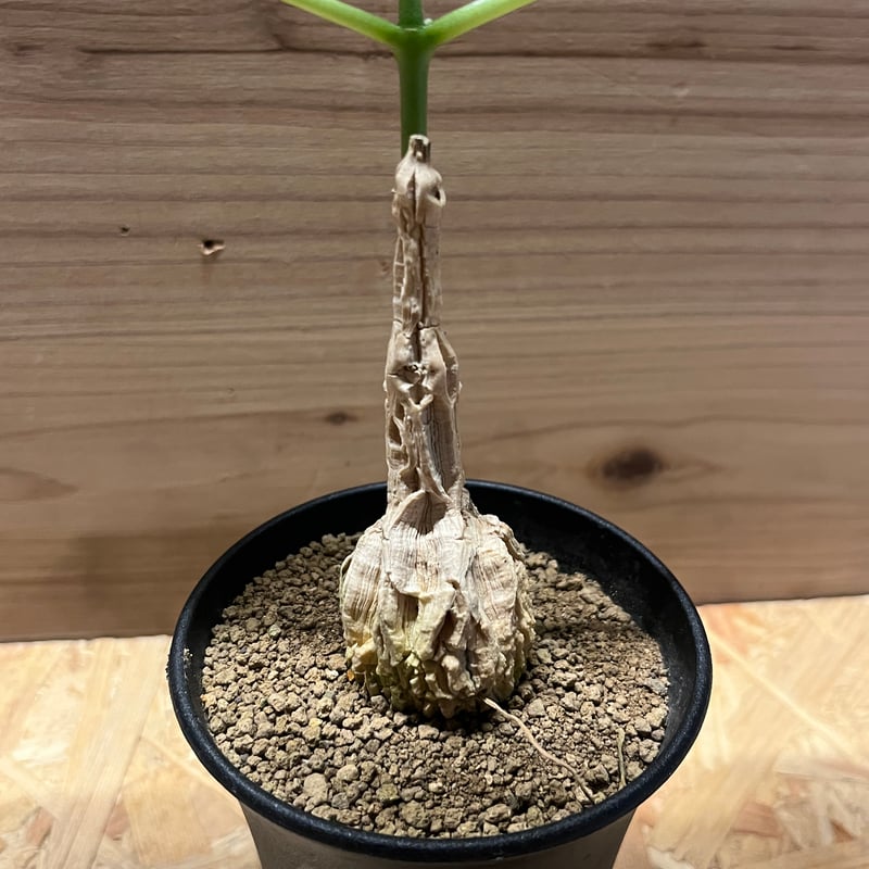 マテレア シクロフィラ | GREEN LUCK