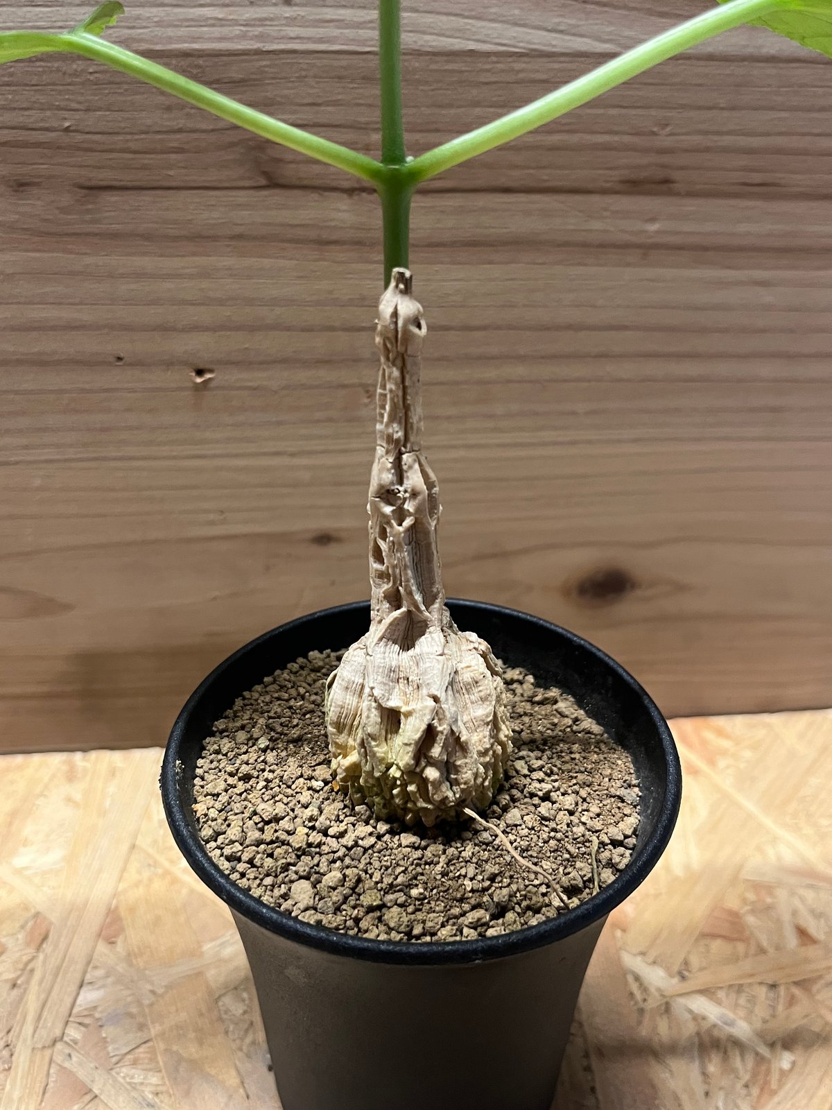 マテ シクロフィラ Matelea cyclophylla　親木 マテレア シクロフィラ | GREEN LUCK