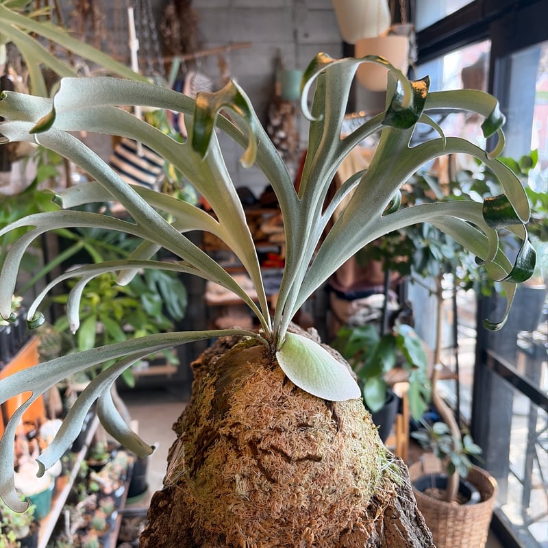 ビカクシダ　アルシコルネマダガスカル　ドワーフ P.alcicorne dwarf / アルシコルネ・ドワーフ、1年間の成長│植物