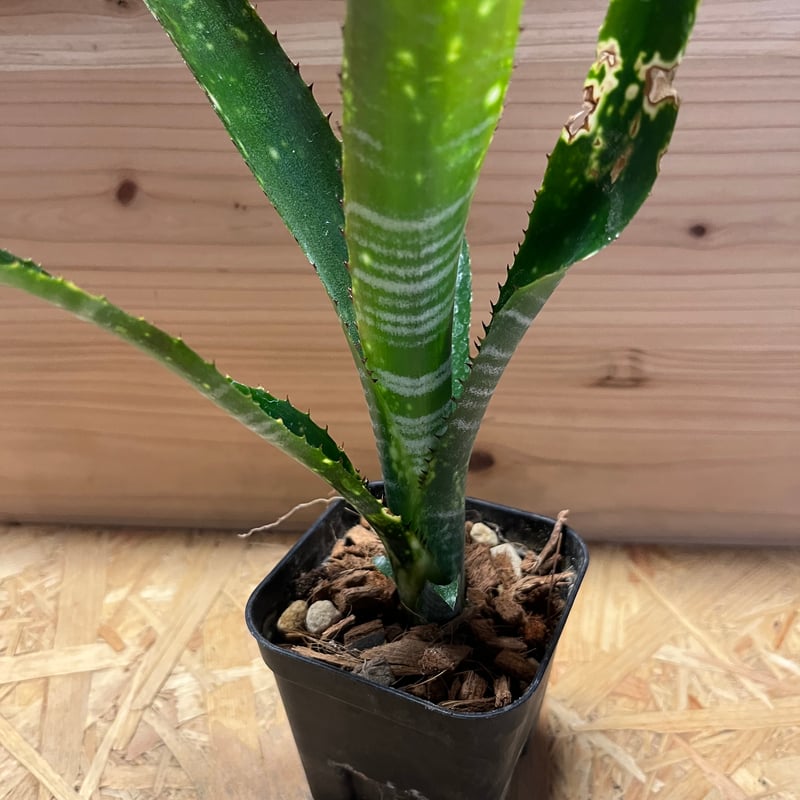 ビルベルギア ブラボー | GREEN LUCK