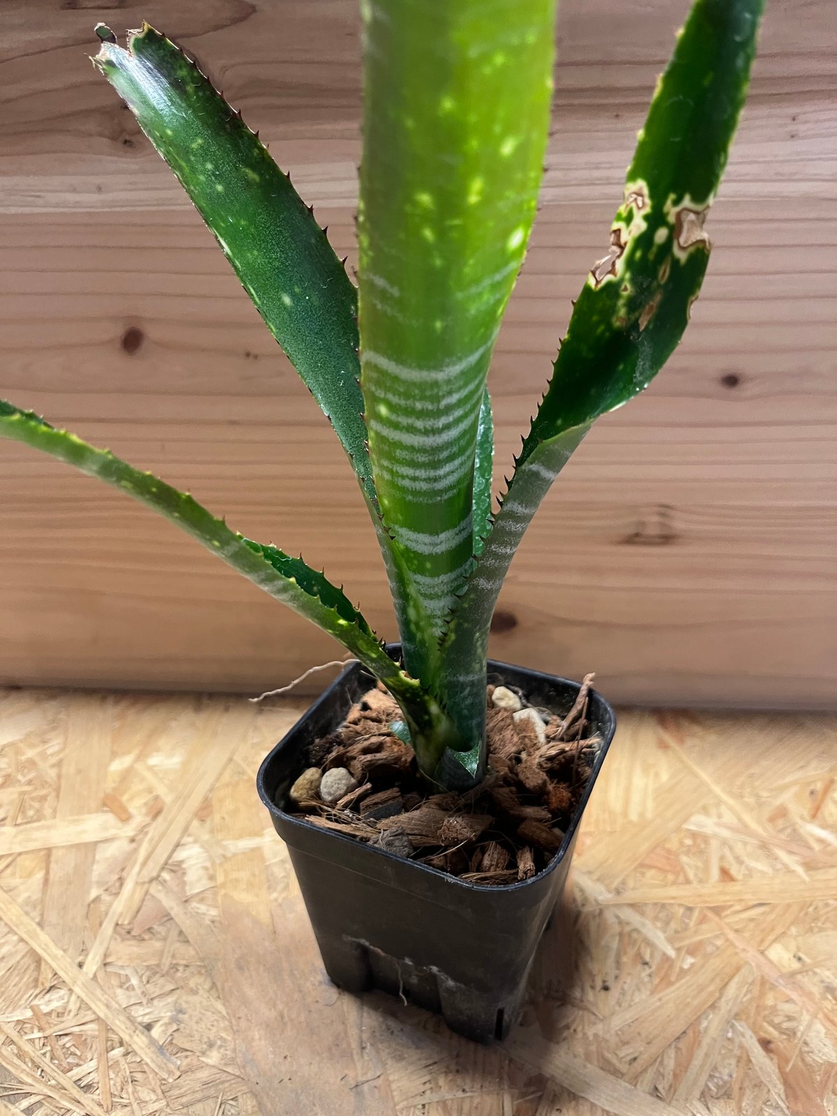 ビルベルギア ブラボー | GREEN LUCK