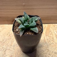 アガベ チタノタ オアハカ×伝市鉢 | GREEN LUCK