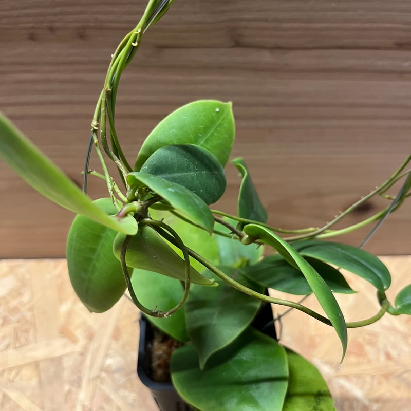 ホヤ ダーウィニー | GREEN LUCK