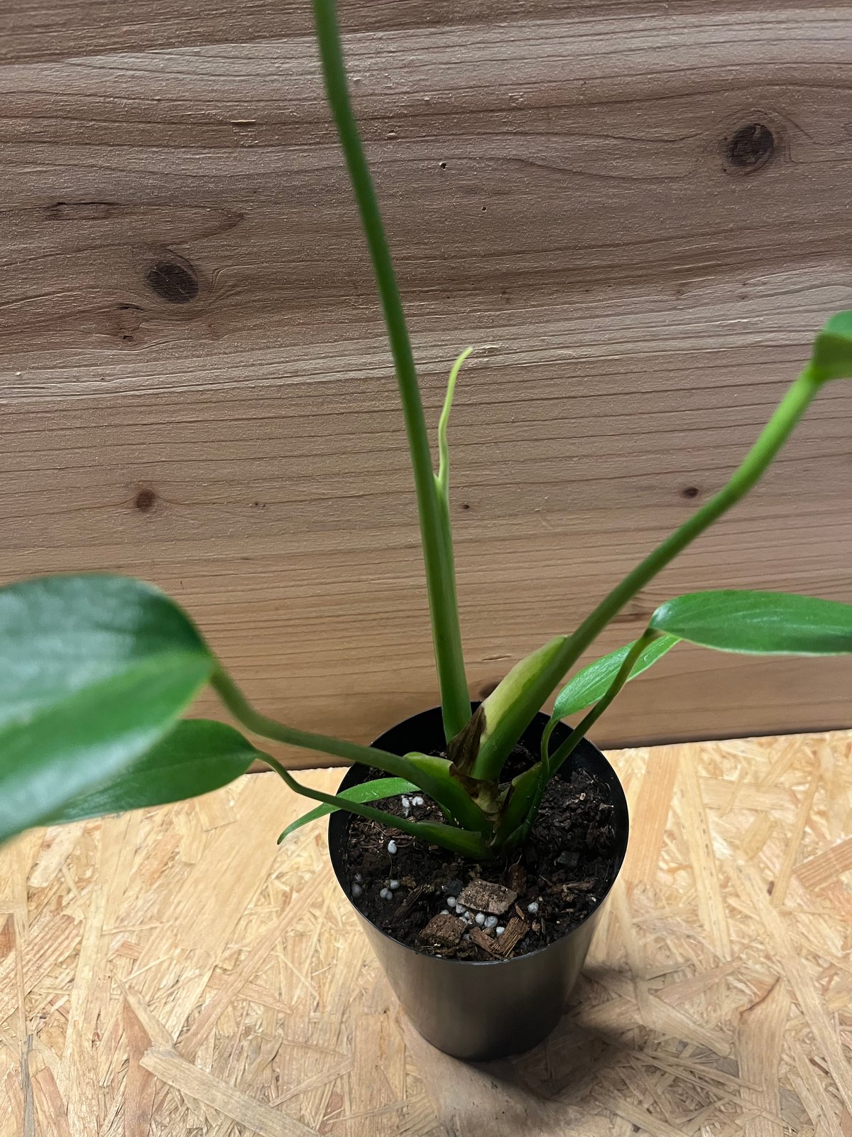 超希少❗️モンステラ　バールマルクスフレーム✨ モンステラ バールマルクスフレーム | GREEN LUCK