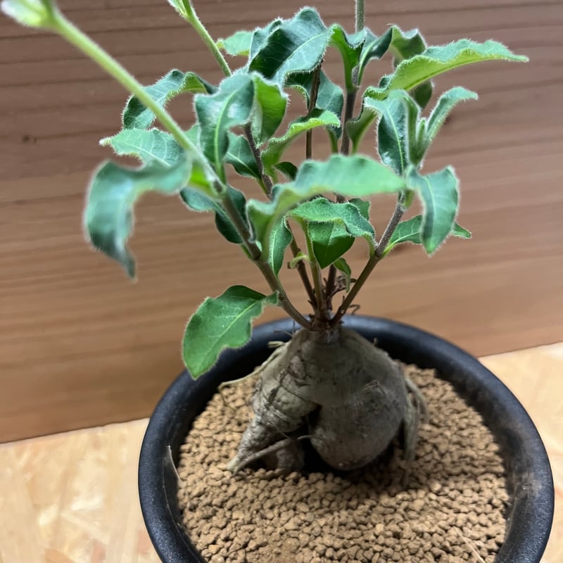 ラフィオナクメ プロクンベンス | GREEN LUCK