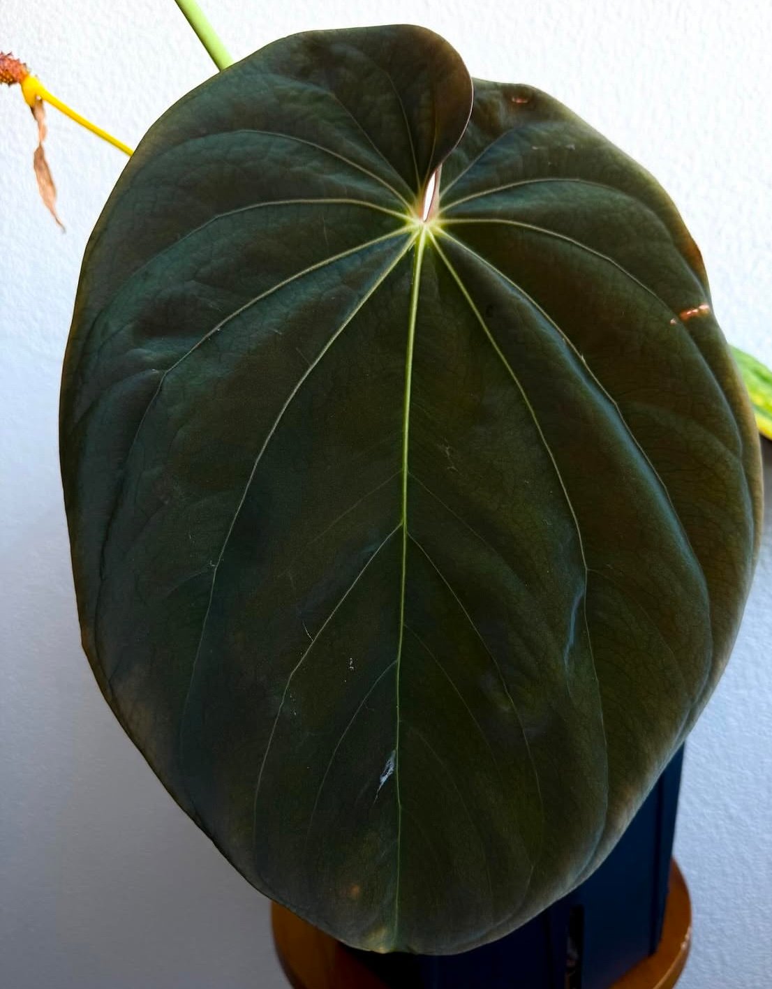 アンスリウム BVEP×エースオブスペード×レッドクリスタル | GREEN LUCK