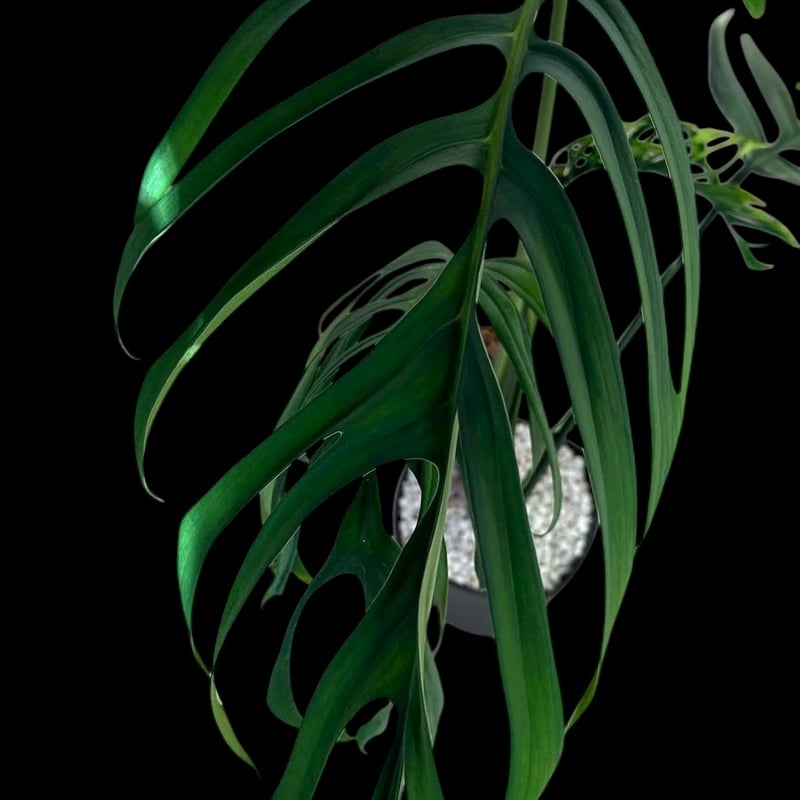 モンステラ クローティ | GREEN LUCK