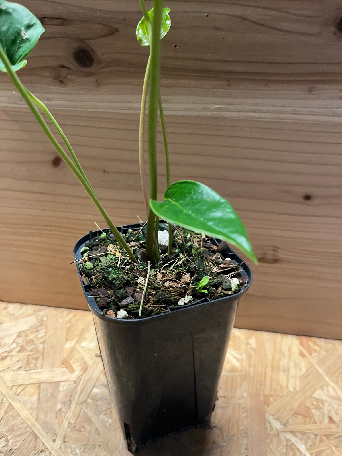 アンスリウム ペダツム | GREEN LUCK