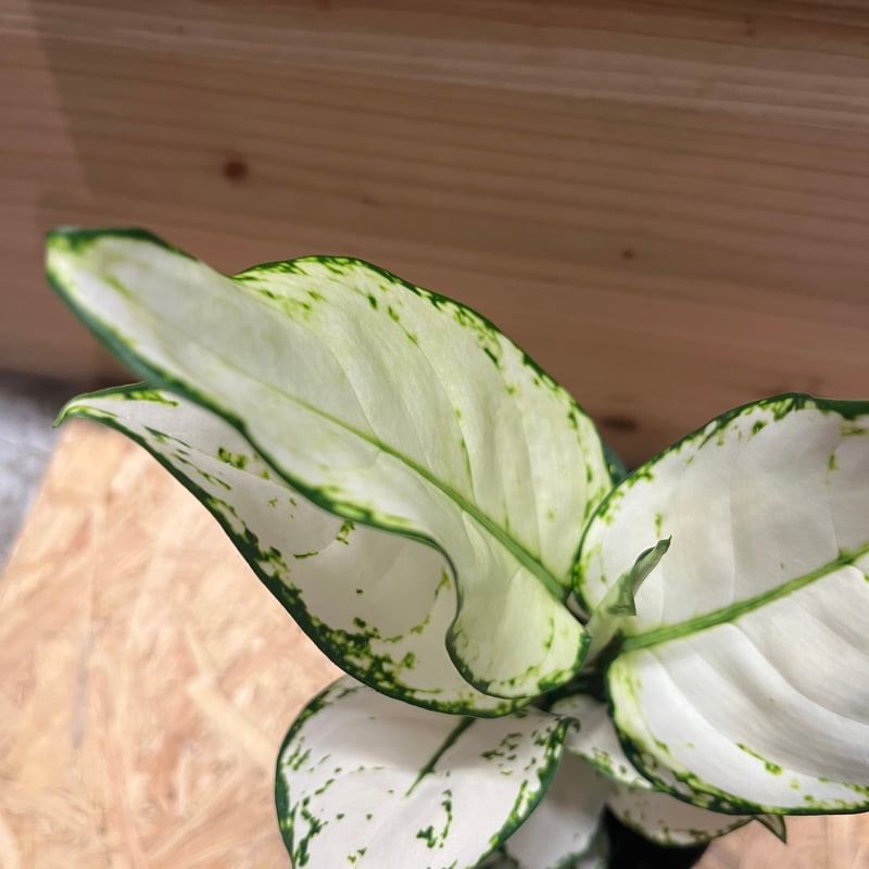 アグラオネマ ホワイトバレンタイン | GREEN LUCK