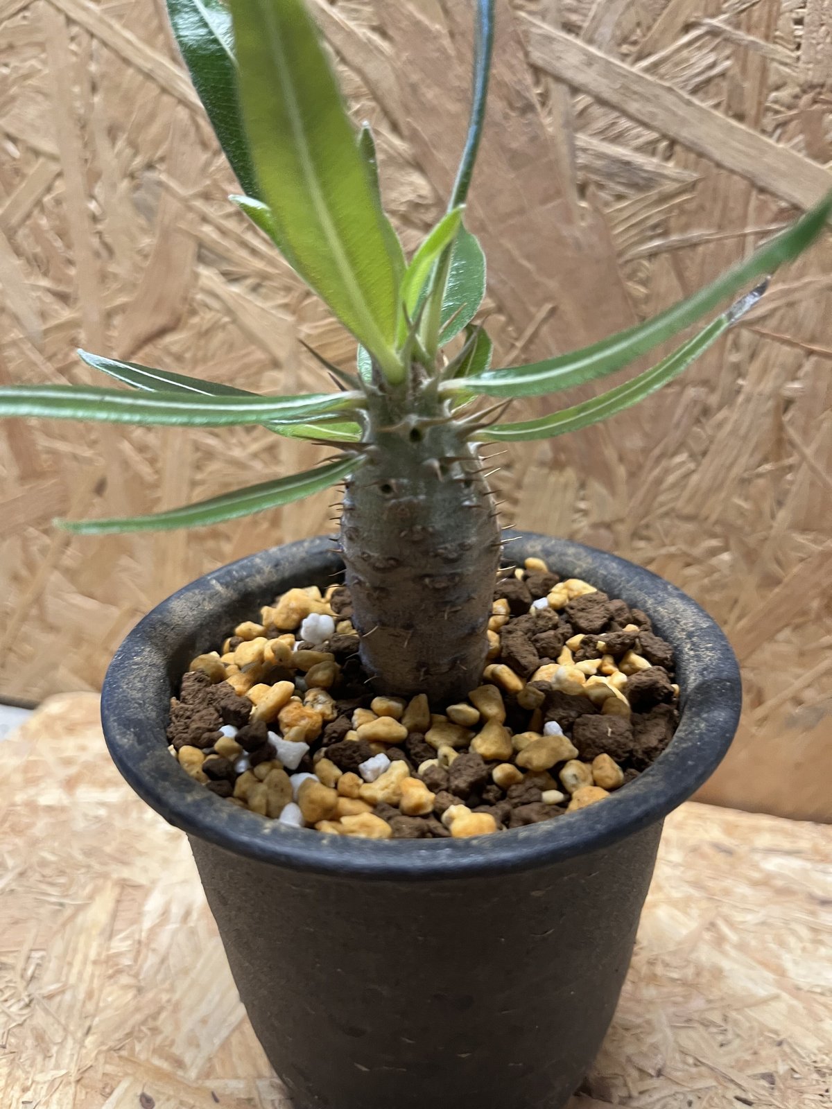 パキポディウム　カクチペス　観葉植物 パキポディウム カクチペス | GREEN LUCK