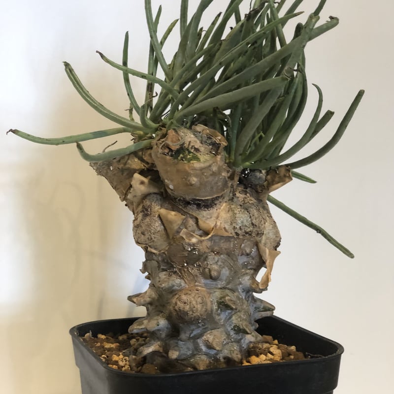 特大 現地株チレコドン ワリチー plants241025l5-247x296.jpg