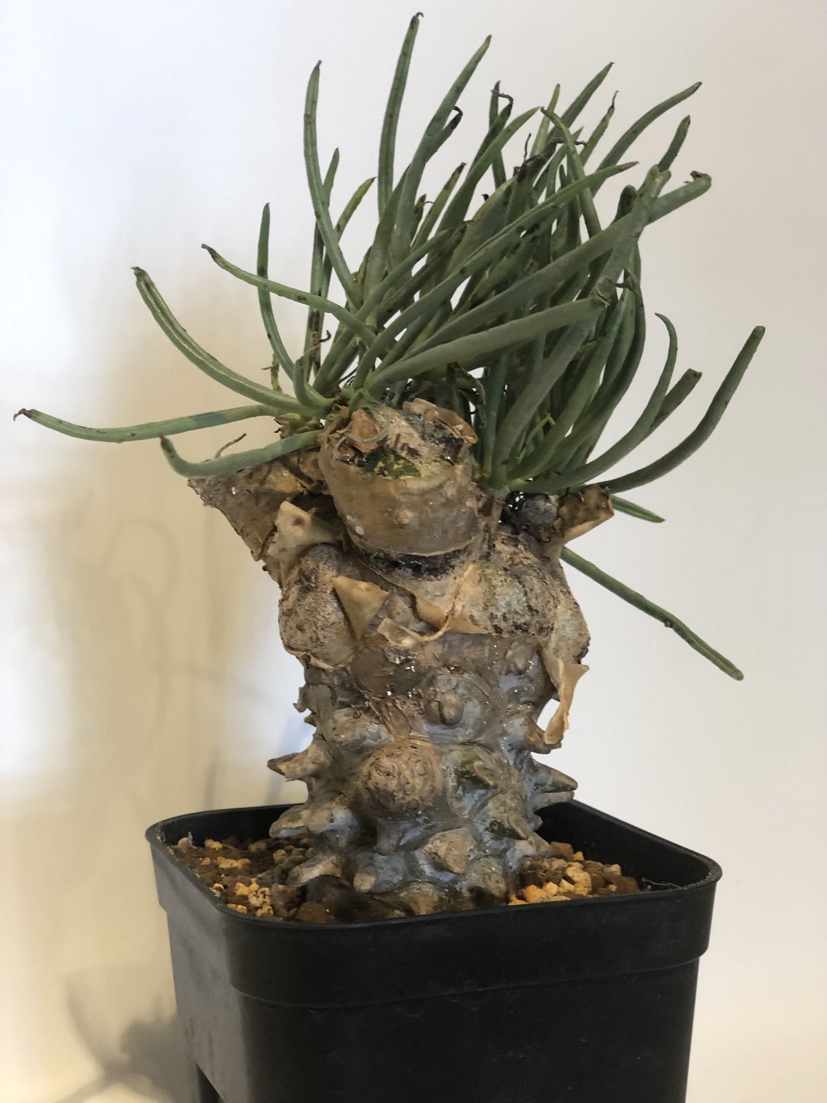 チレコドン ワリチー | GREEN LUCK