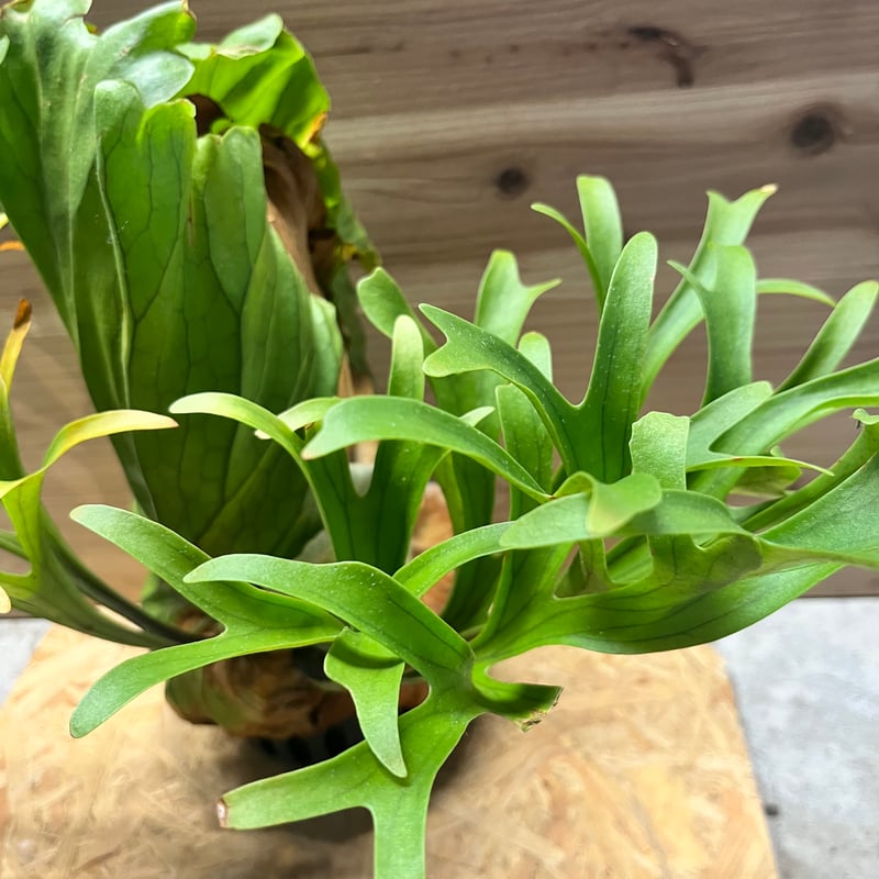 ビカクシダ キッチャクード クイーン | GREEN LUCK