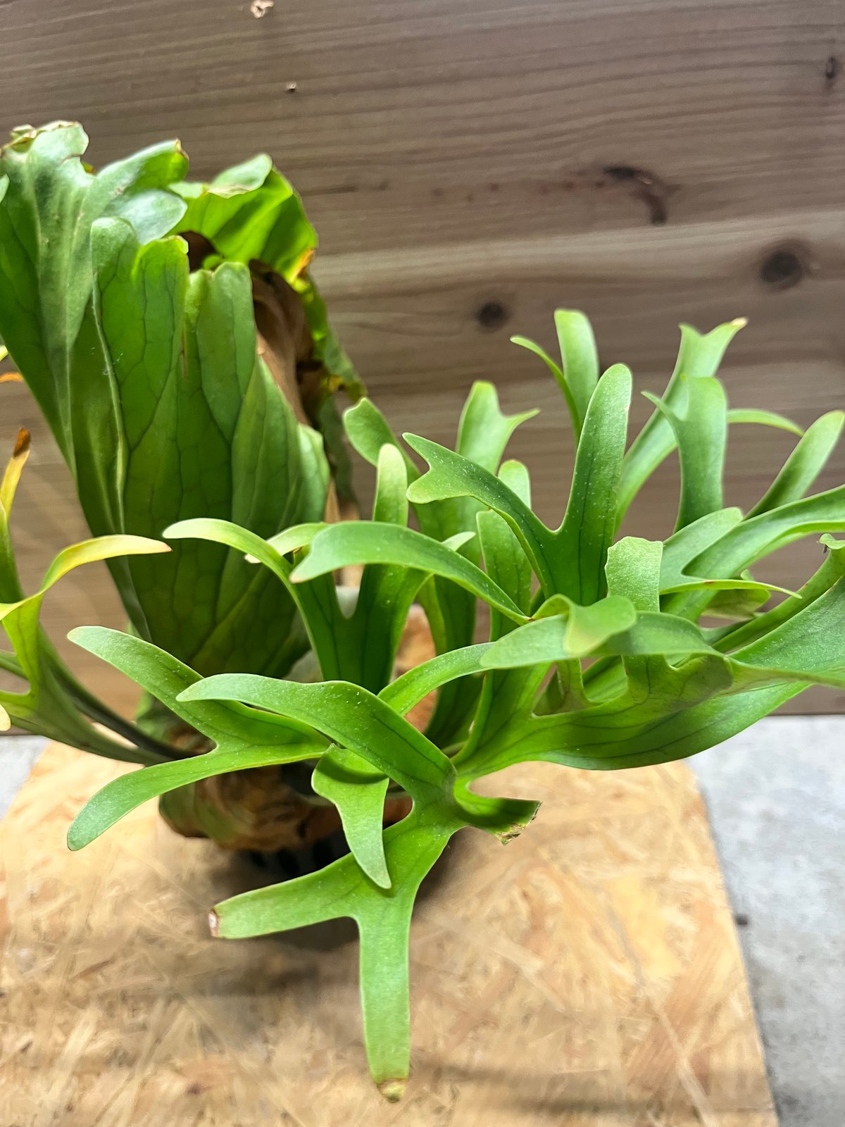 ビカクシダ キッチャクード クイーン | GREEN LUCK