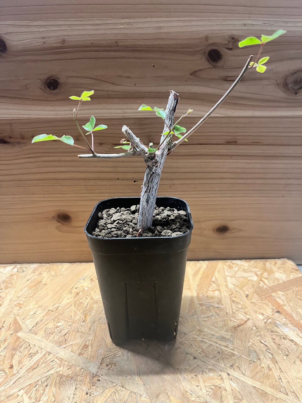 コミフォラ オルビクラリス | GREEN LUCK