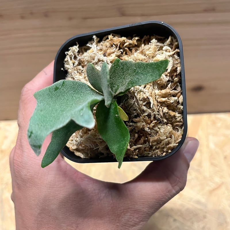 ビカクシダセット15株 ccs、イエロームーンなど P.willinckii cv. Yellow Moon (Pup) 【artPLANTs】ビカクシダ