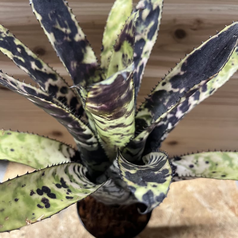 エクメア　オーランディアナ　スノーフレーク エクメア オーランディアナ スノーフレーク | GREEN LUCK