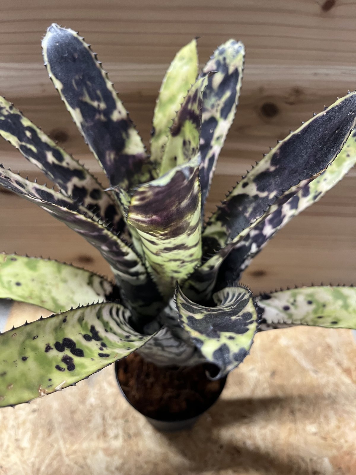 エクメア　オーランディアナ エクメア・オーランディアナ・エンサイン | trigger