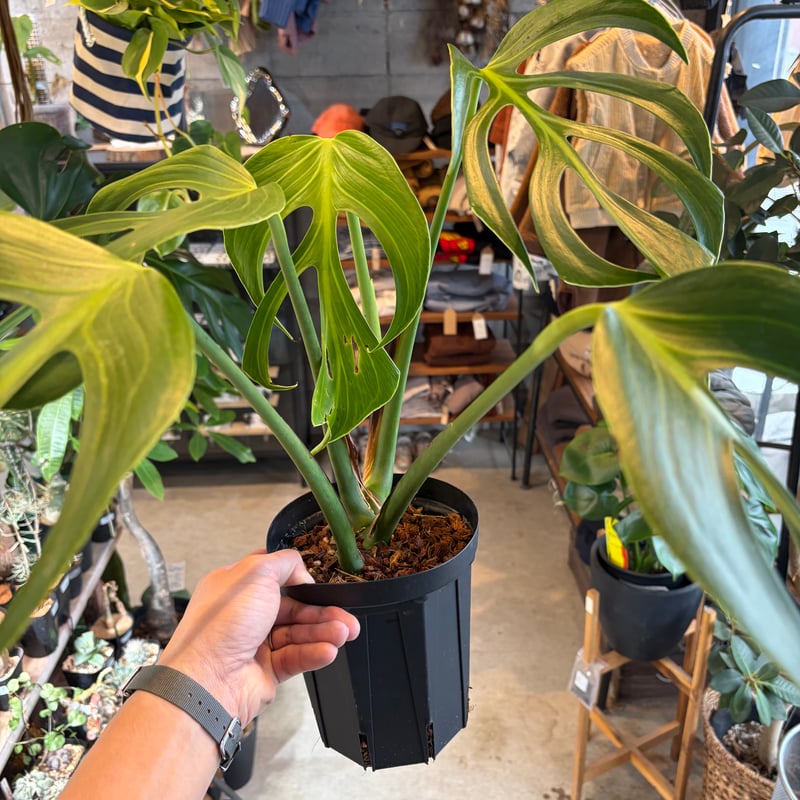 モンステラ 'バールマルクスフレーム' | GREEN LUCK