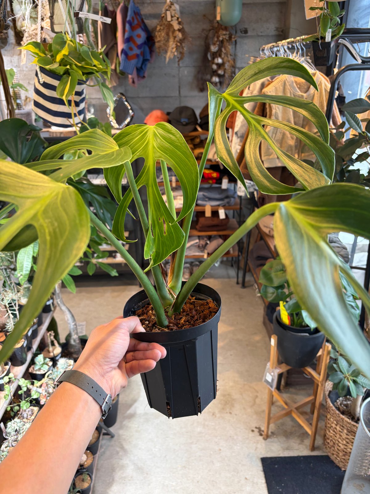 モンステラ 'バールマルクスフレーム' | GREEN LUCK