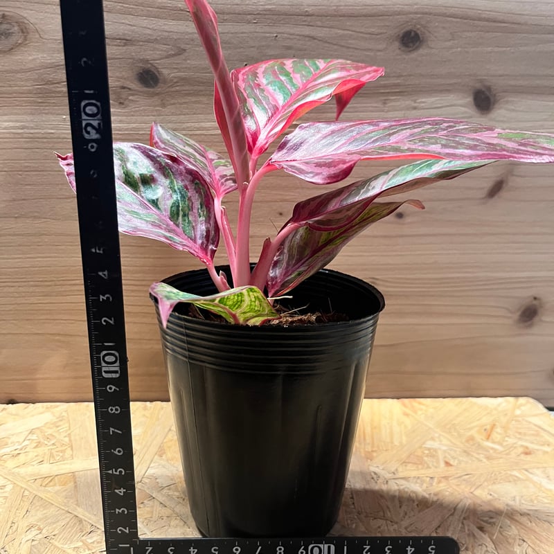 アグラオネマ 'レッドエメラルドドラゴン' | GREEN LUCK