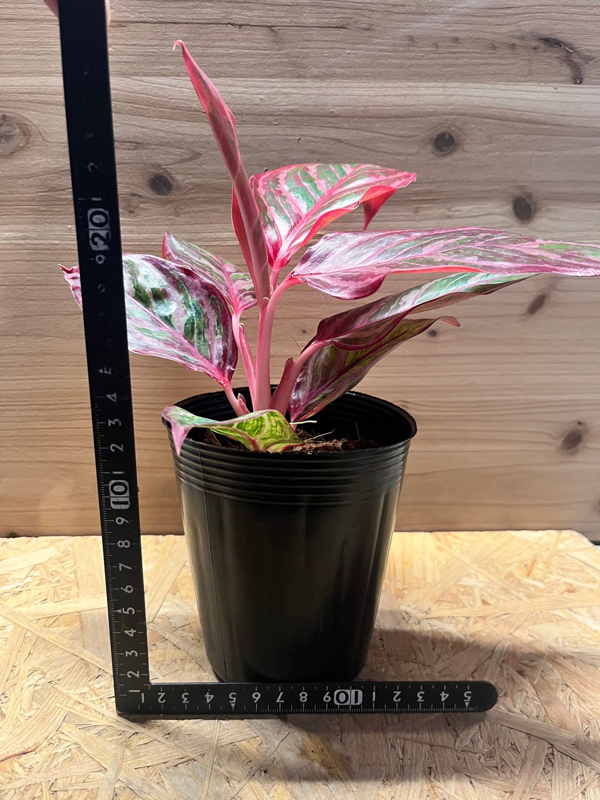 アグラオネマ 'レッドエメラルドドラゴン' | GREEN LUCK