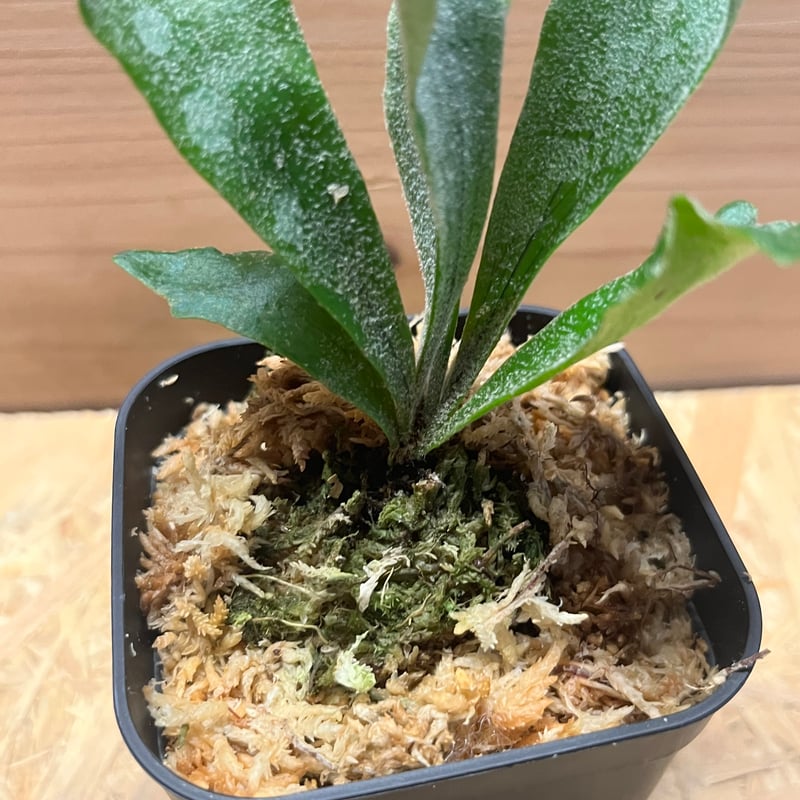 イ*マ様 P.Willinckii''Spur’ PUP P. Willinckii 'Spur' （P. Willinckii dwarf nook spore special