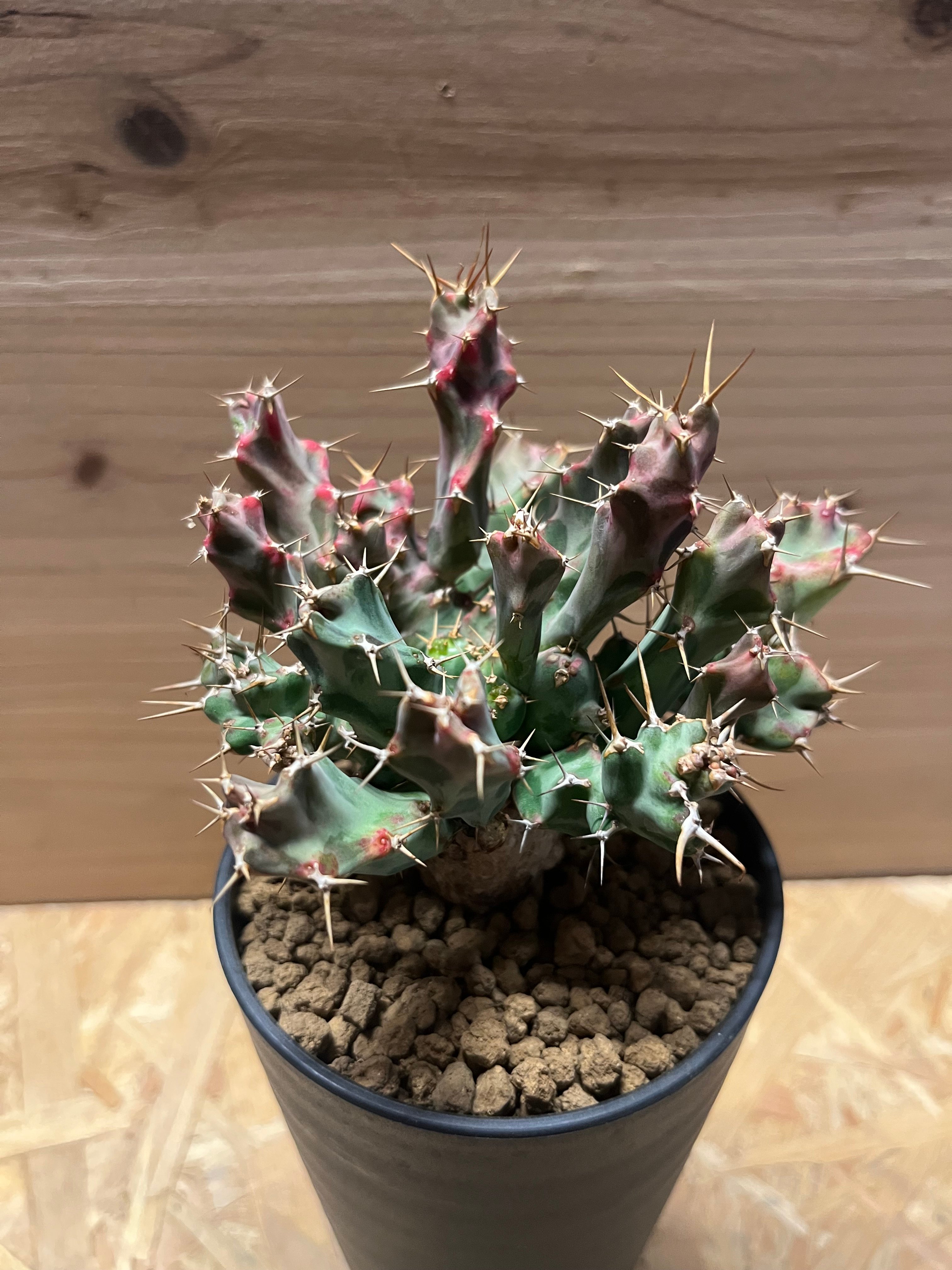 ユーフォルビア クラビゲラ② Euphorbia clavigera② ユーフォルビア クラビゲラ | GREEN LUCK