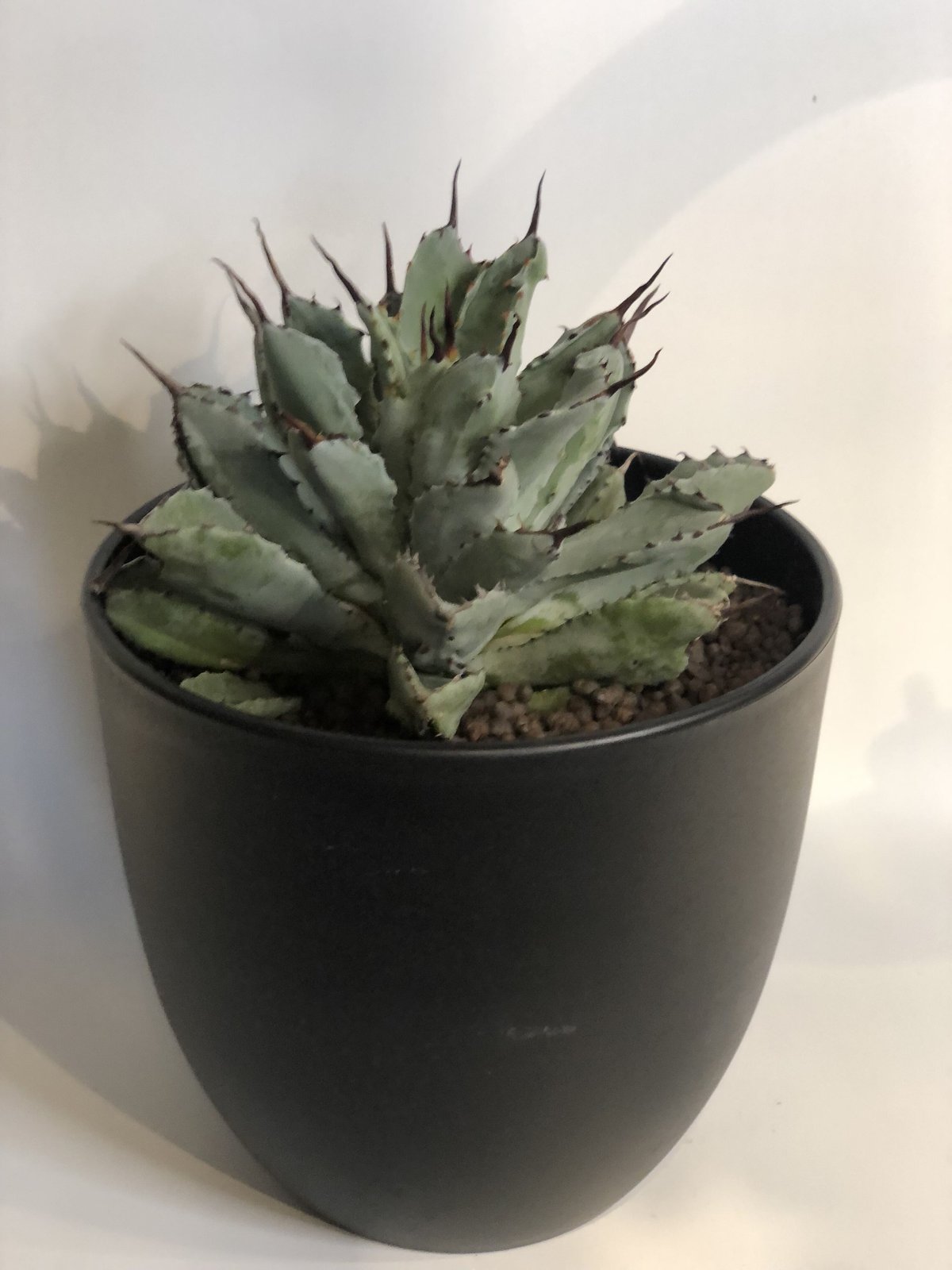 Jose.succulents.jpさん専用中型 アガベ 観葉植物 今日のアガベ CJ-5 めちゃ楽しみな株 @wabi_daikanyama