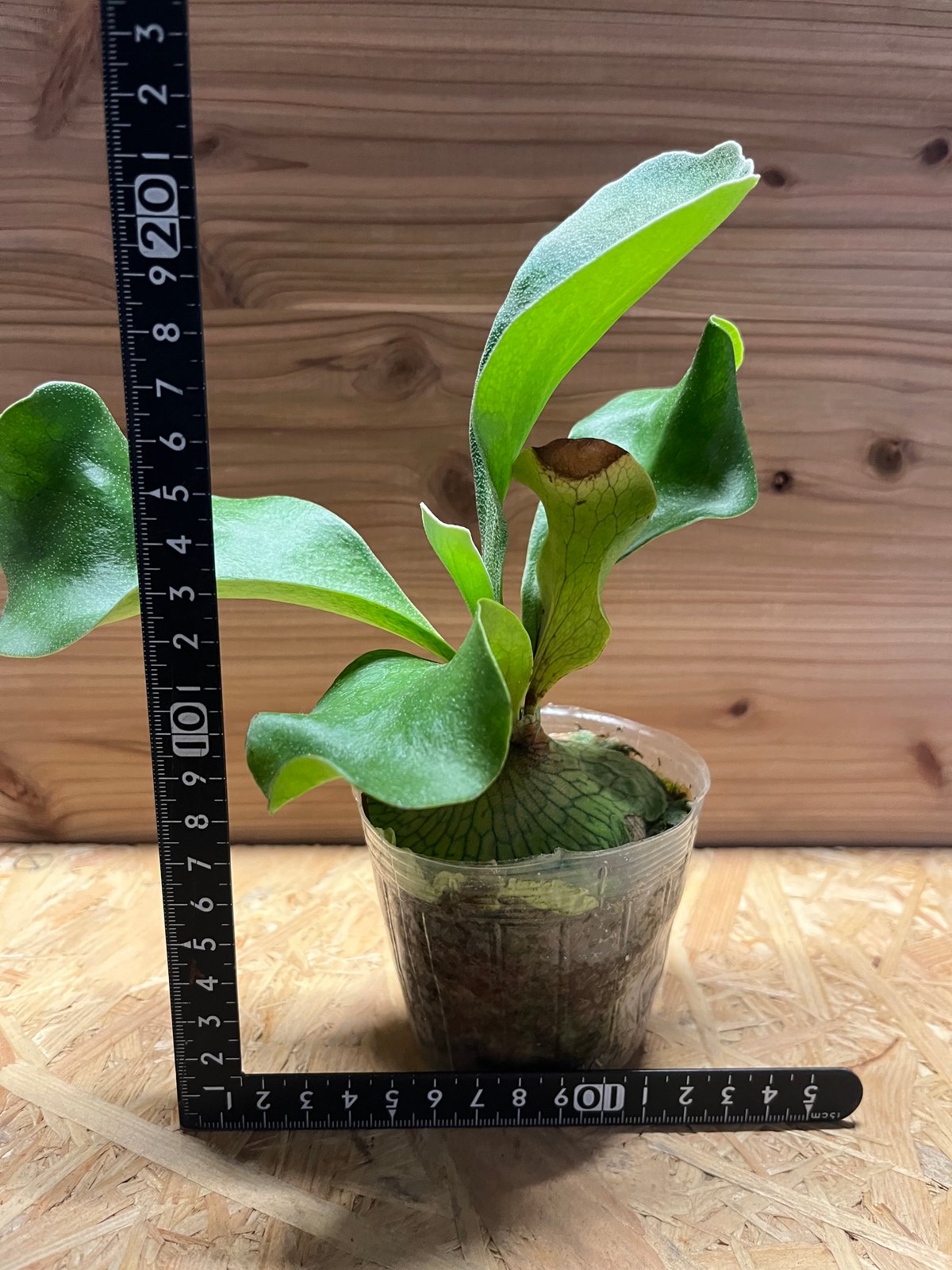 ビカクシダ ヒリー ドラゴン | GREEN LUCK