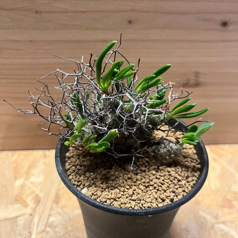 チレコドン レティキュラーツス 万物想 | GREEN LUCK