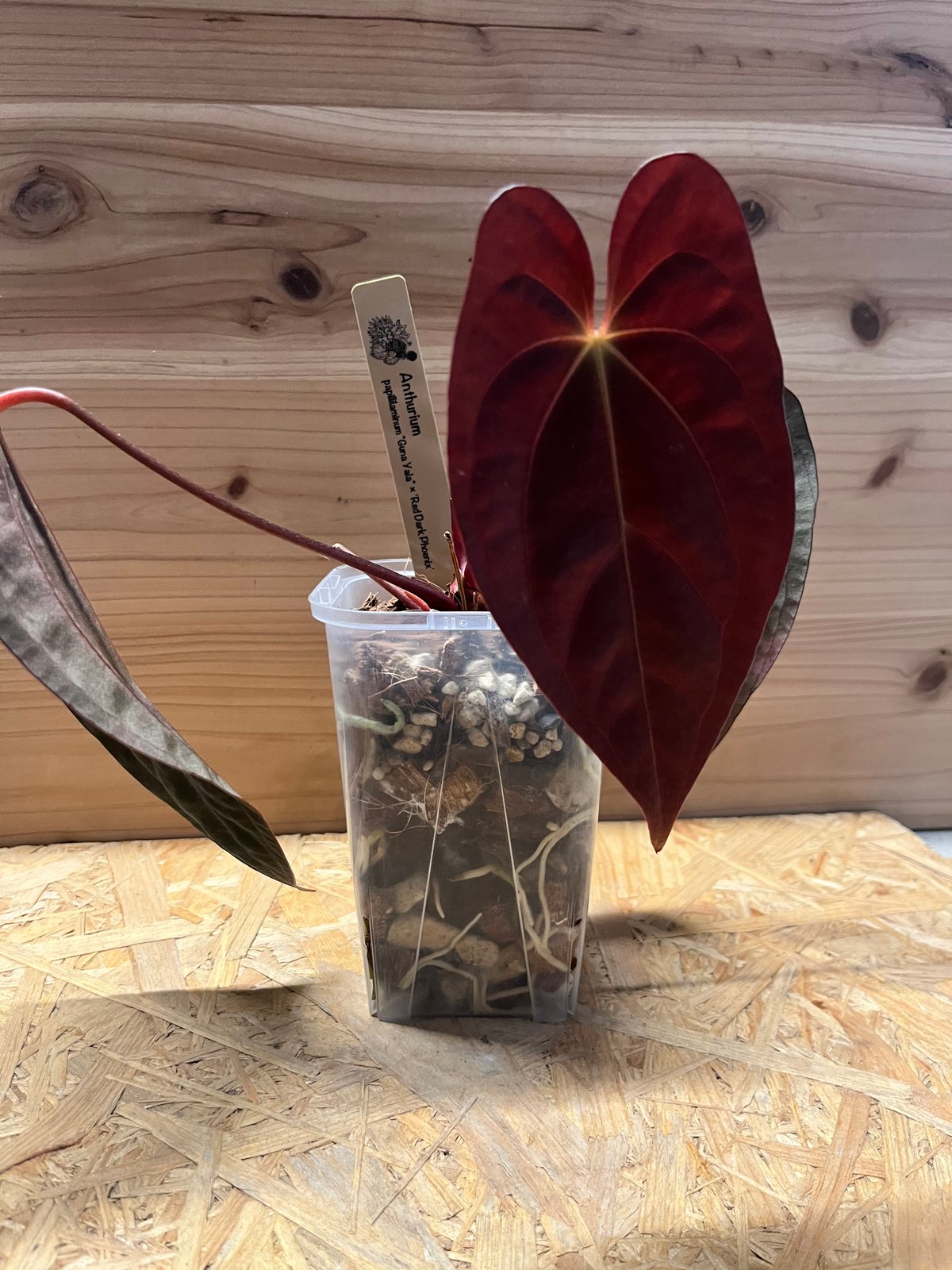 アンスリウム レッドフェニックス(パピリラミナム×クリスタリンレッド) テズラ アンスリウム レッドフェニックス(パピリラミナム×クリスタリンレッド