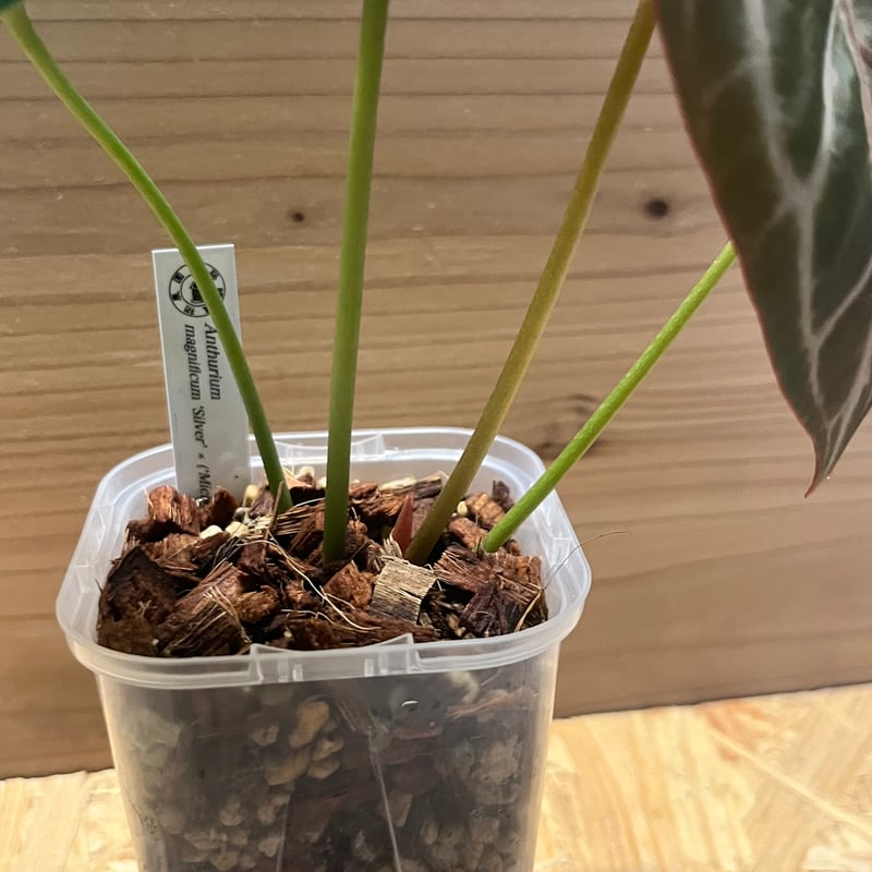 アンスリウム マグニフィカム'シルバー'×（ミシェル×ザラ）F3 | GREEN LUCK