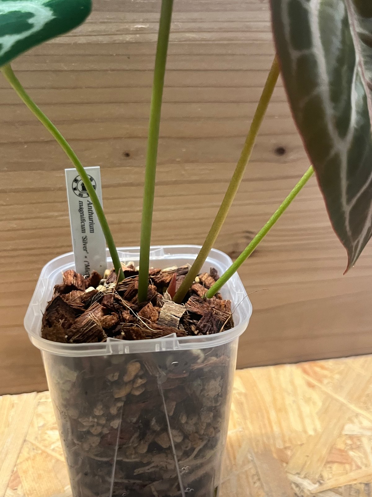 172 magnificum Silver マグニフィカムシルバー fit=scale-down,w=1200