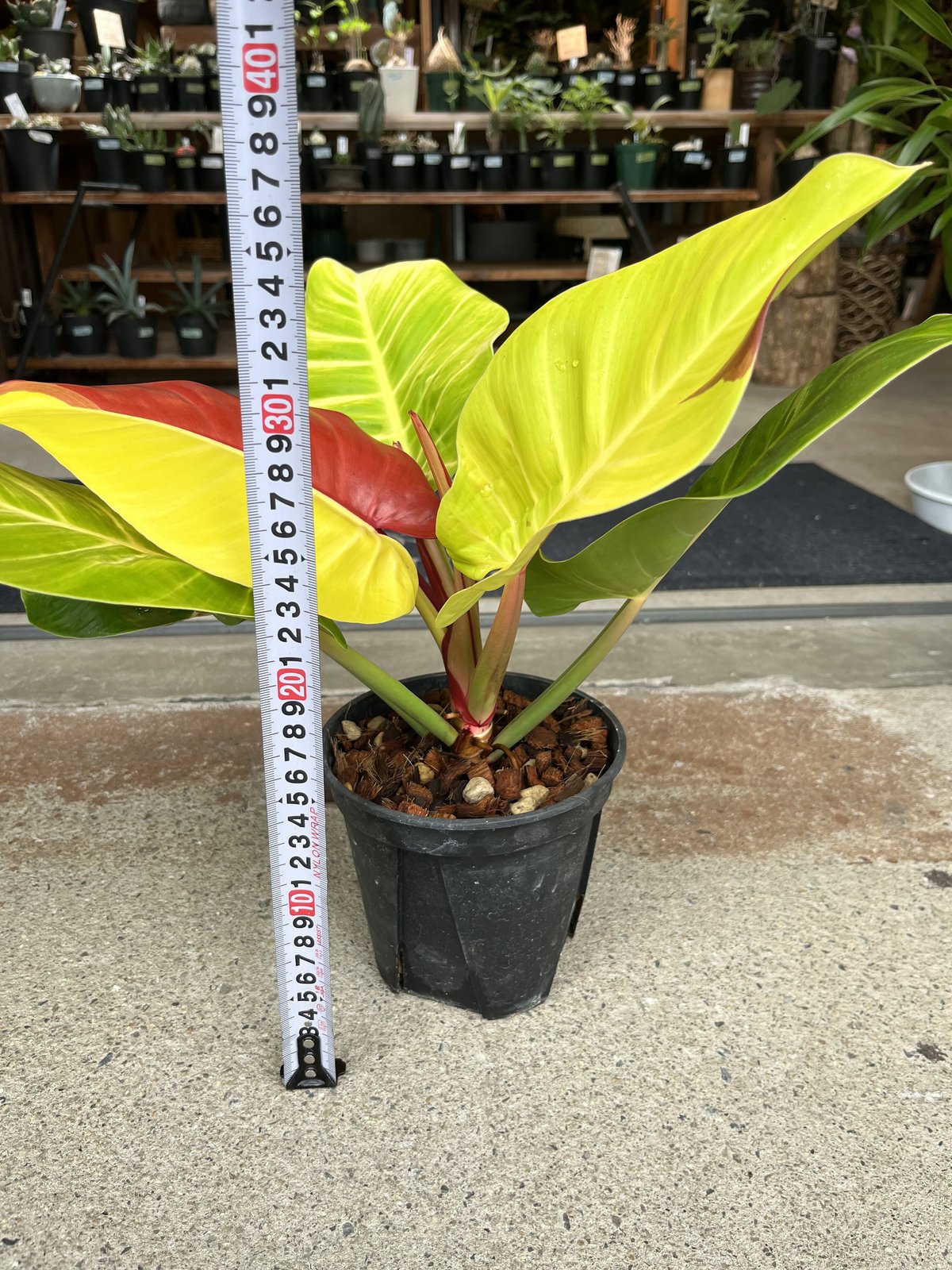 82 フィロデンドロン　レッドムーン　イエローフレーム　花宇宙より仕入れ 82 フィロデンドロン レッドムーン イエローフレーム 花宇宙より