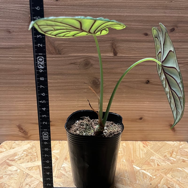 Alocasia dragon scale / アロカシア ドラゴンスケール②