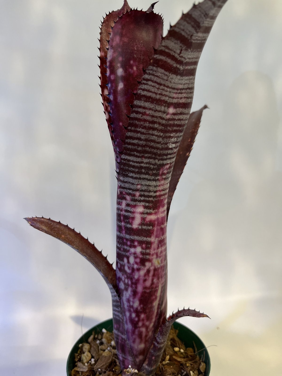 ビルベルギア オビワン fit=scale-down,w=1200